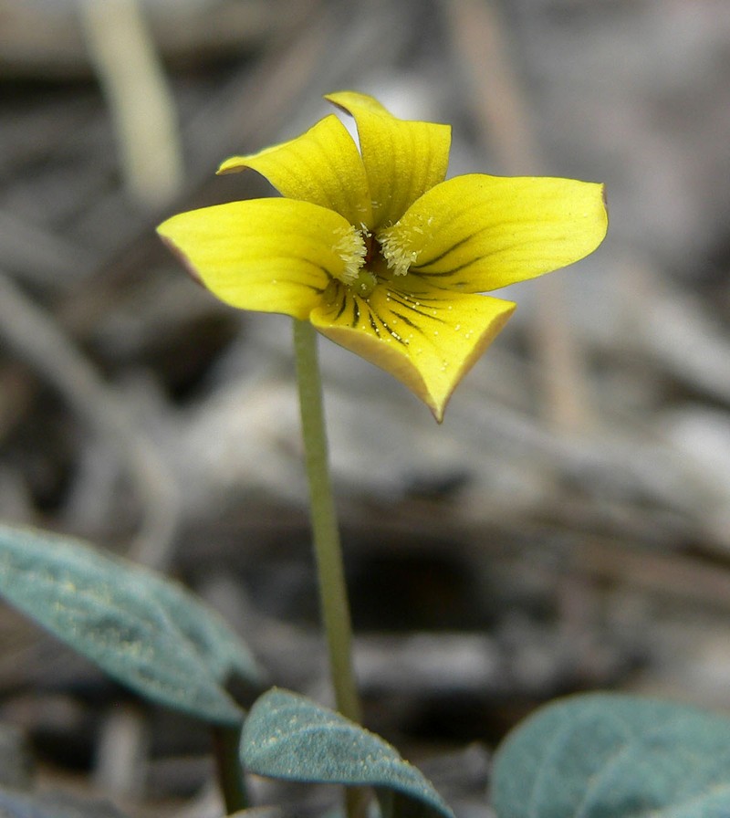 Charleston Mountain Violet photo 7