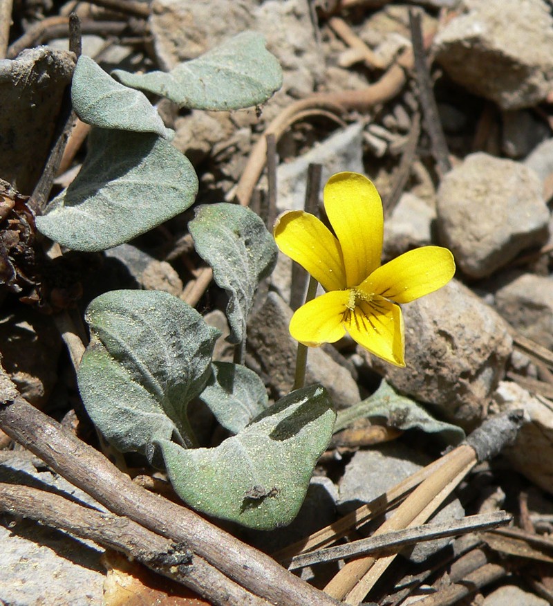 Charleston Mountain Violet photo 2