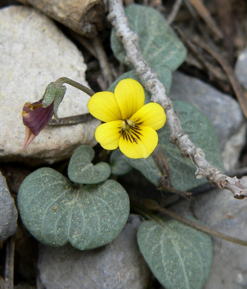 Charleston Mountain Violet