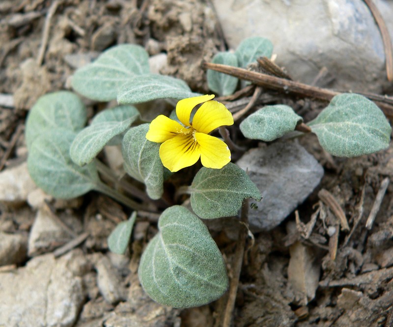 Charleston Mountain Violet photo 3