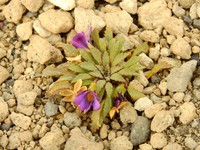 Viola cheeseana