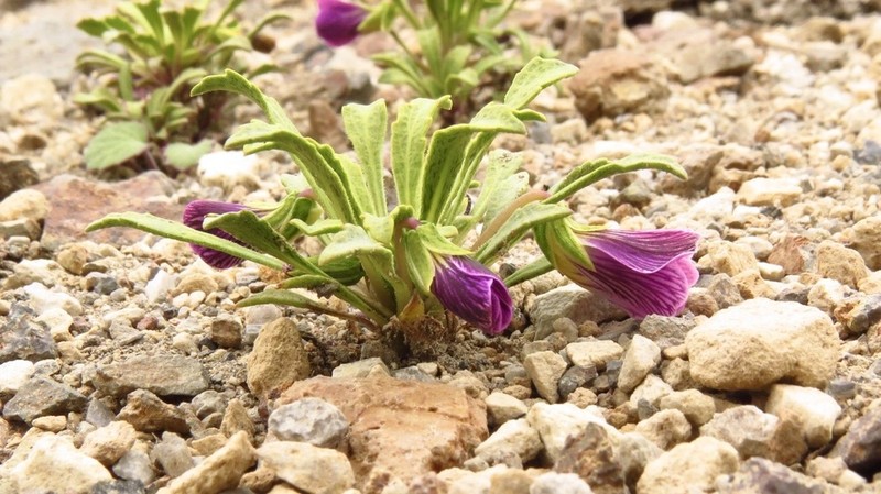 Viola cheeseana photo 2