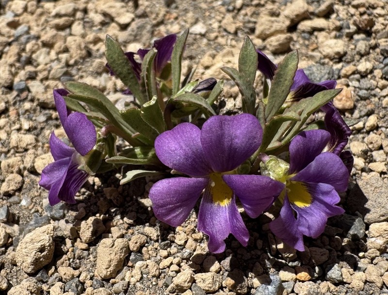 Viola cheeseana photo 3