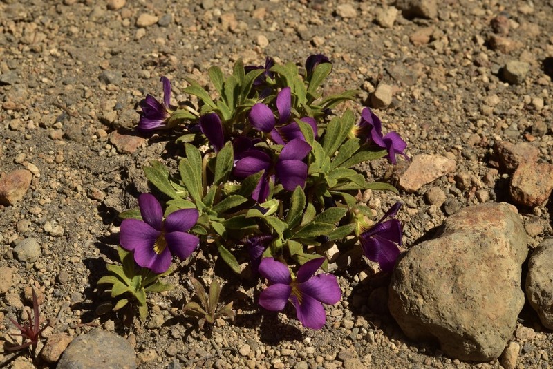 Viola cheeseana photo 4