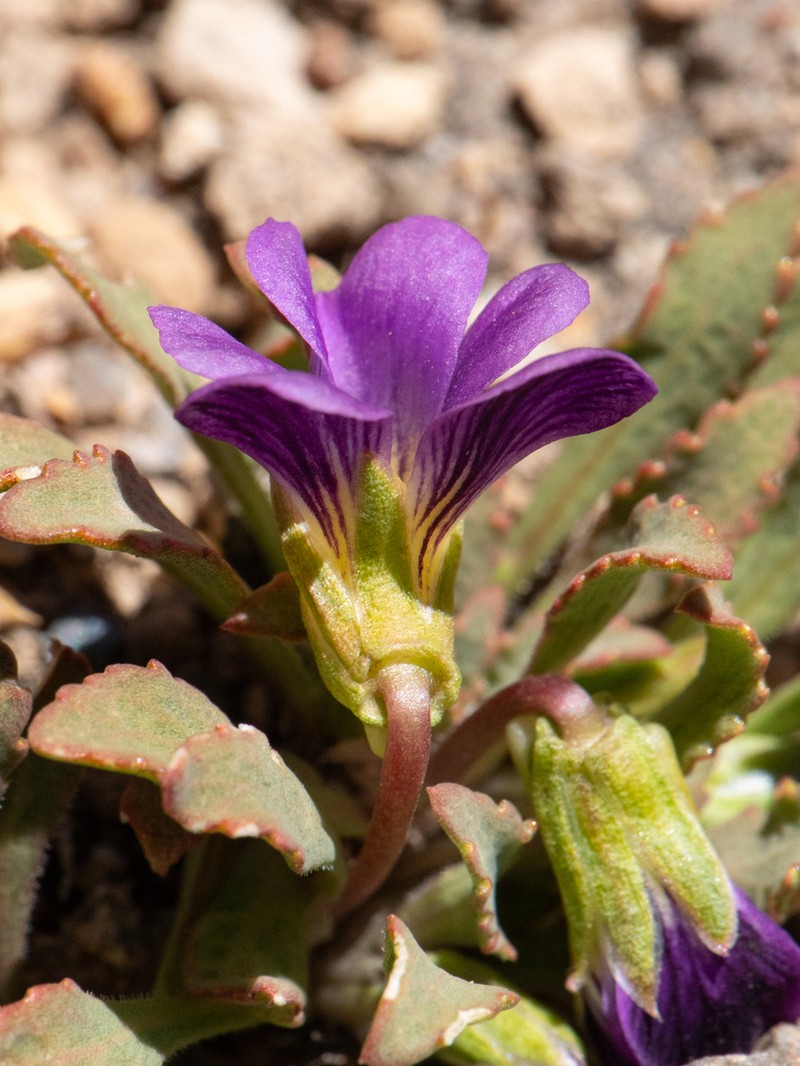 Viola cheeseana photo 5