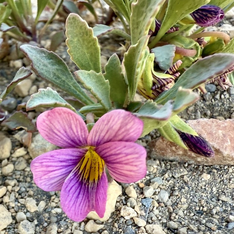 Viola cheeseana photo 6