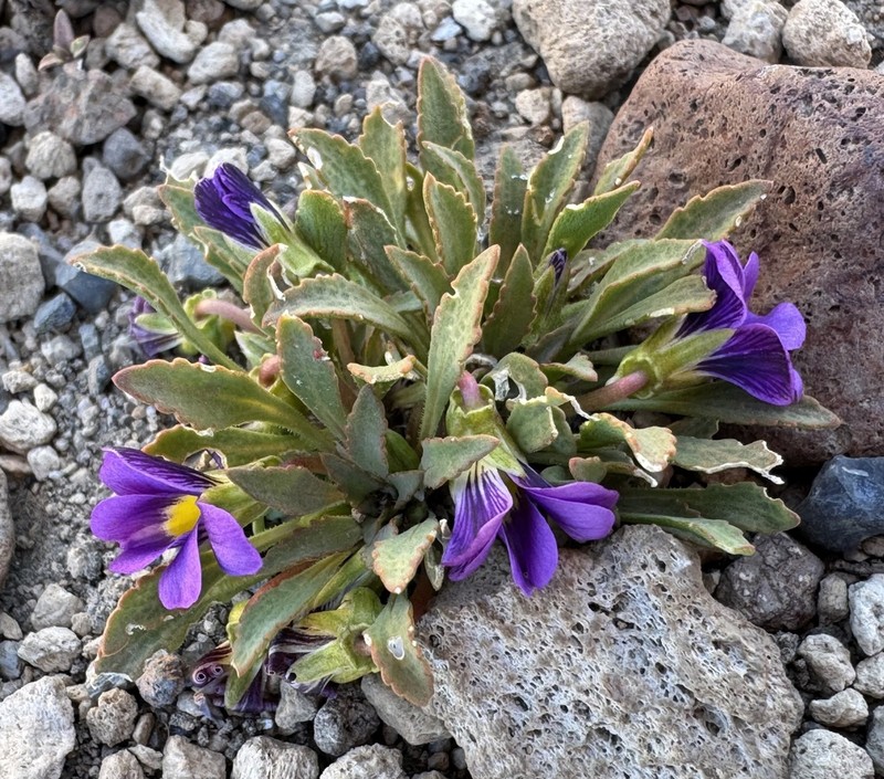 Viola cheeseana photo 7