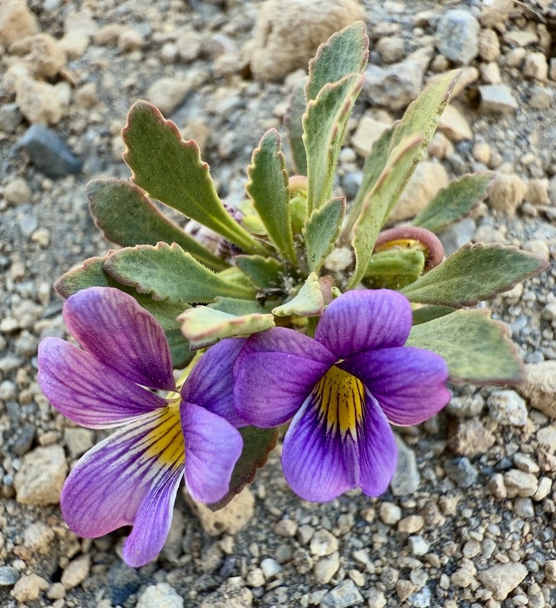 Viola cheeseana photo 8