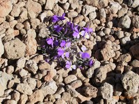 Viola cheiranthifolia