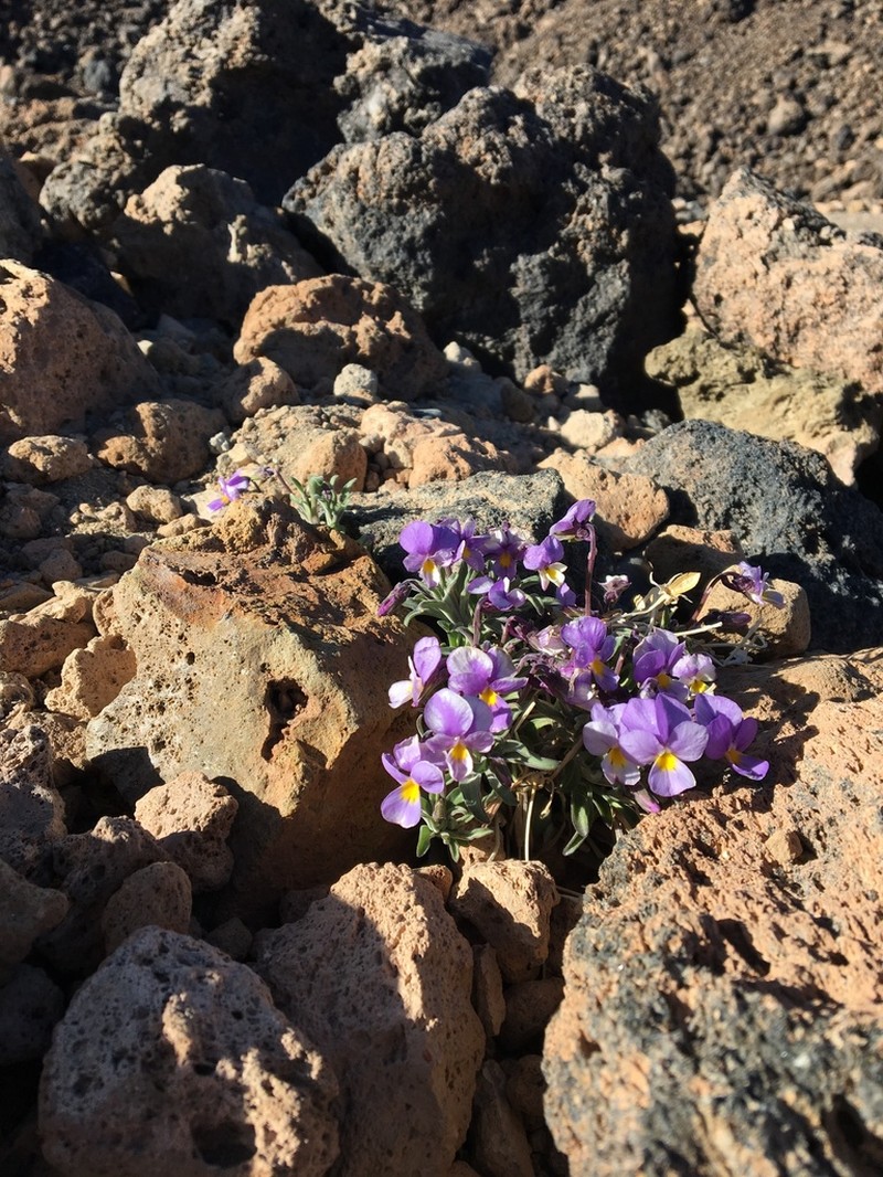 Viola cheiranthifolia photo 2