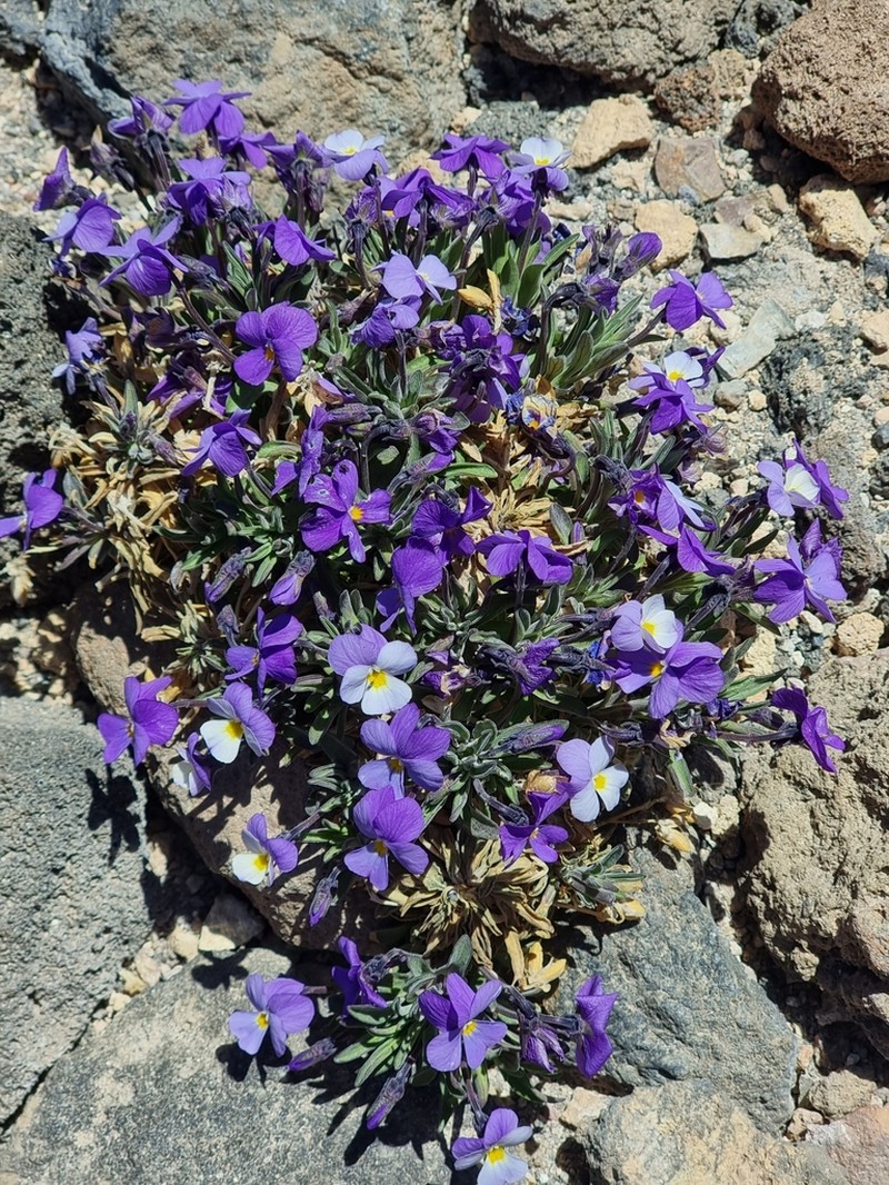 Viola cheiranthifolia photo 3