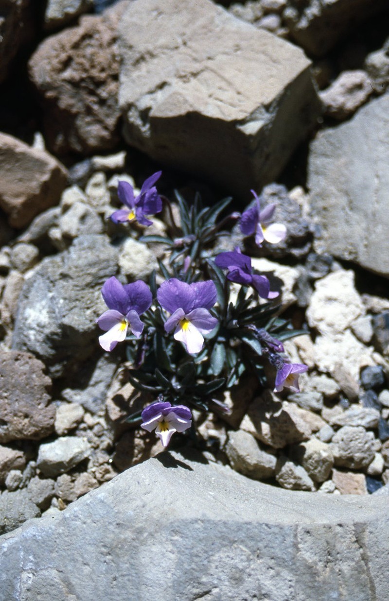 Viola cheiranthifolia photo 4