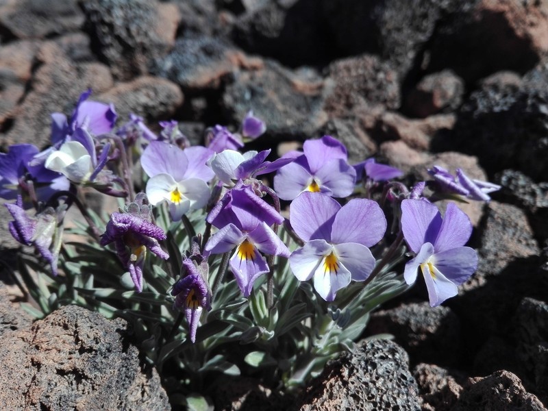 Viola cheiranthifolia photo 5