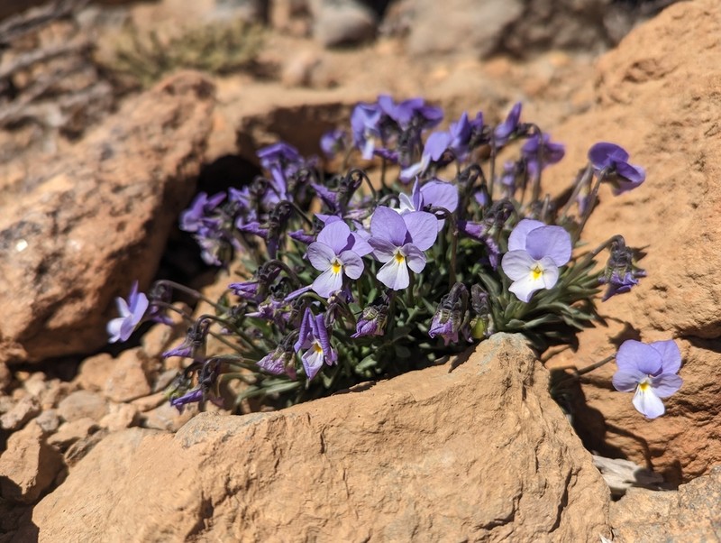 Viola cheiranthifolia photo 6