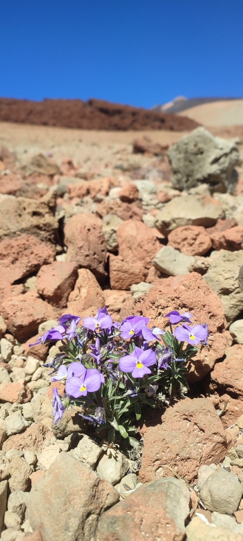Viola cheiranthifolia photo 7