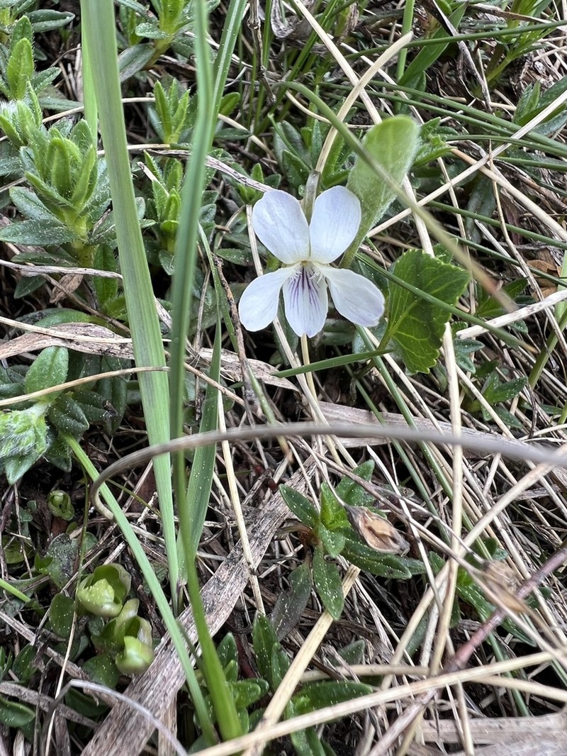 Viola chelmea