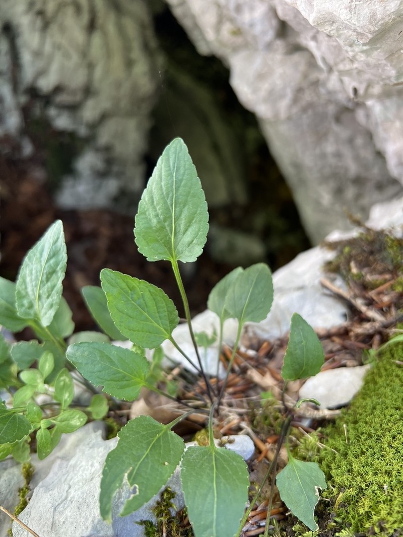 Viola chelmea photo 3