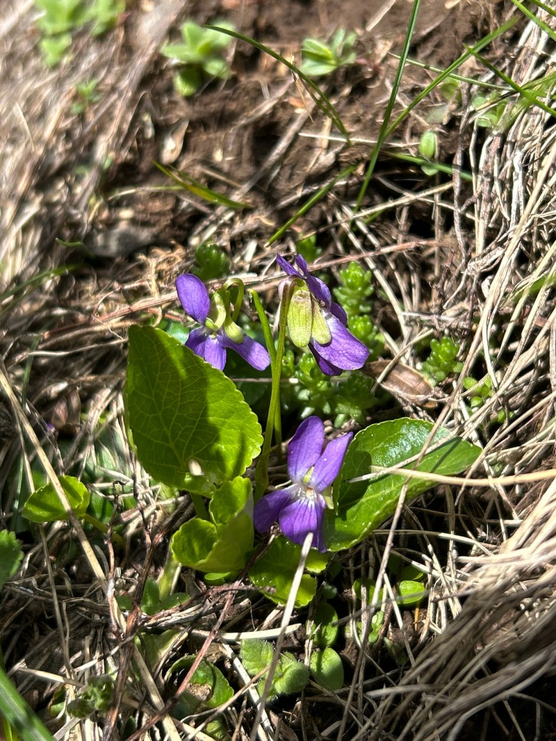 Viola chelmea photo 7
