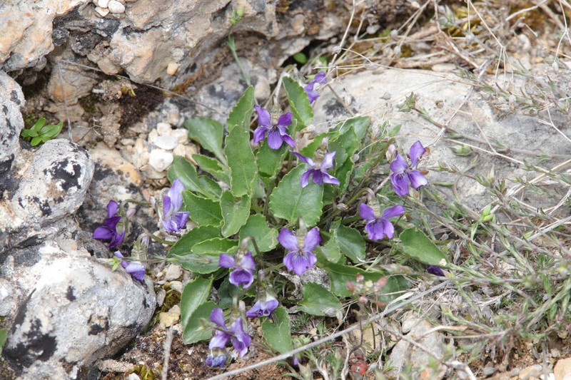 Viola chelmea photo 8