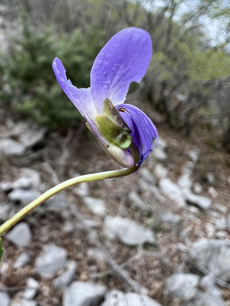 Viola chelmea subsp. vratnikensis