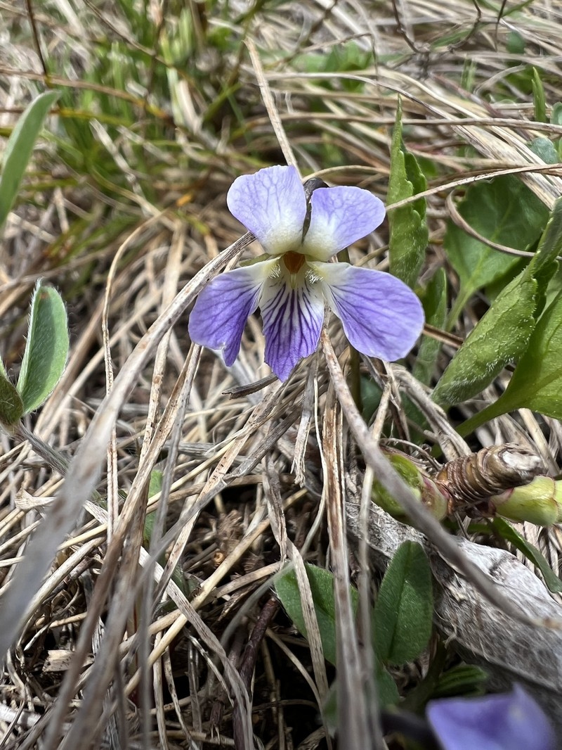 Viola chelmea subsp. vratnikensis photo 2