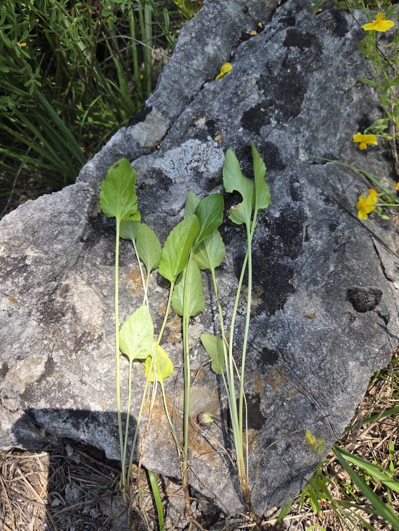 Viola chelmea subsp. vratnikensis photo 3