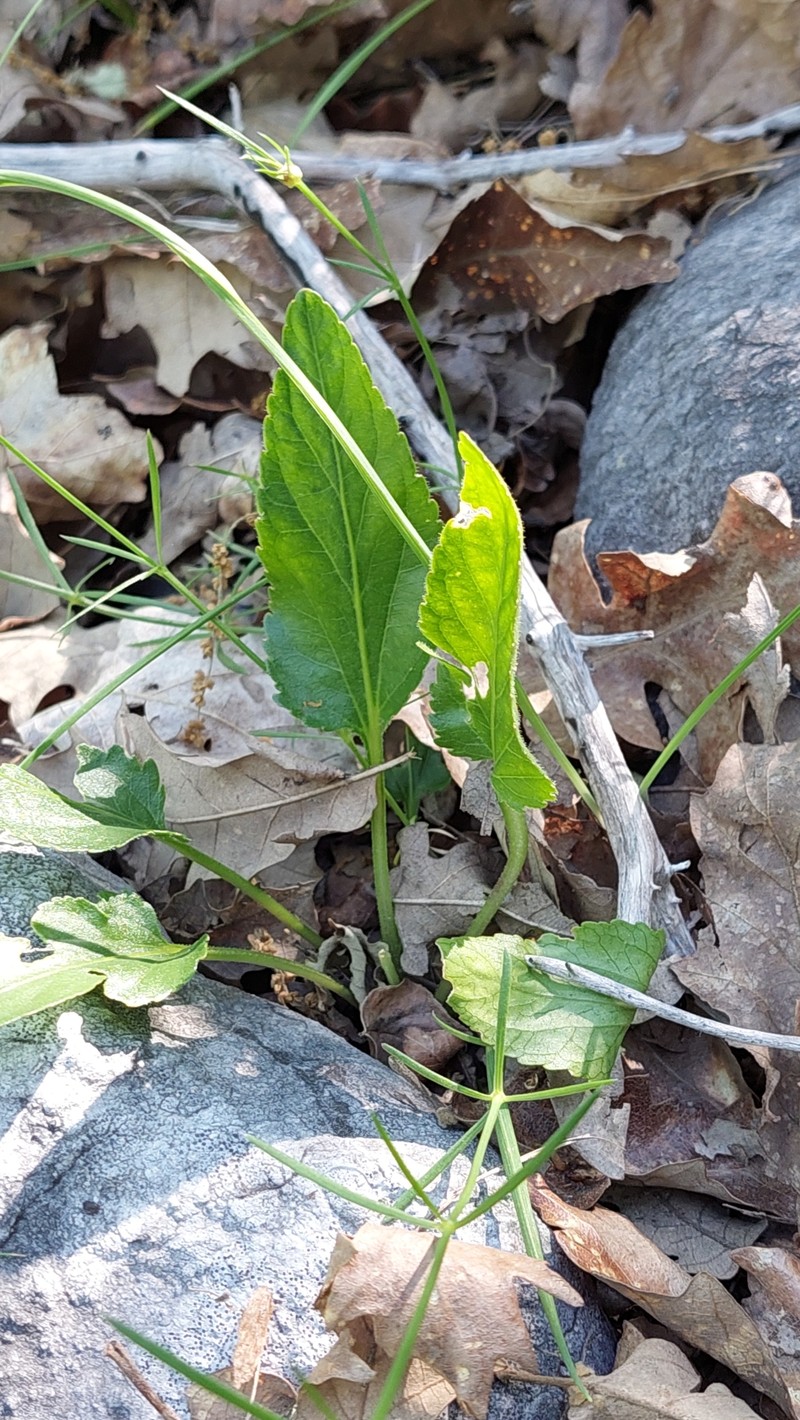 Viola chelmea subsp. vratnikensis photo 5