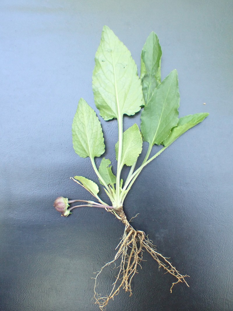 Viola chelmea subsp. vratnikensis photo 6