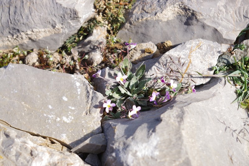 Viola cinerea