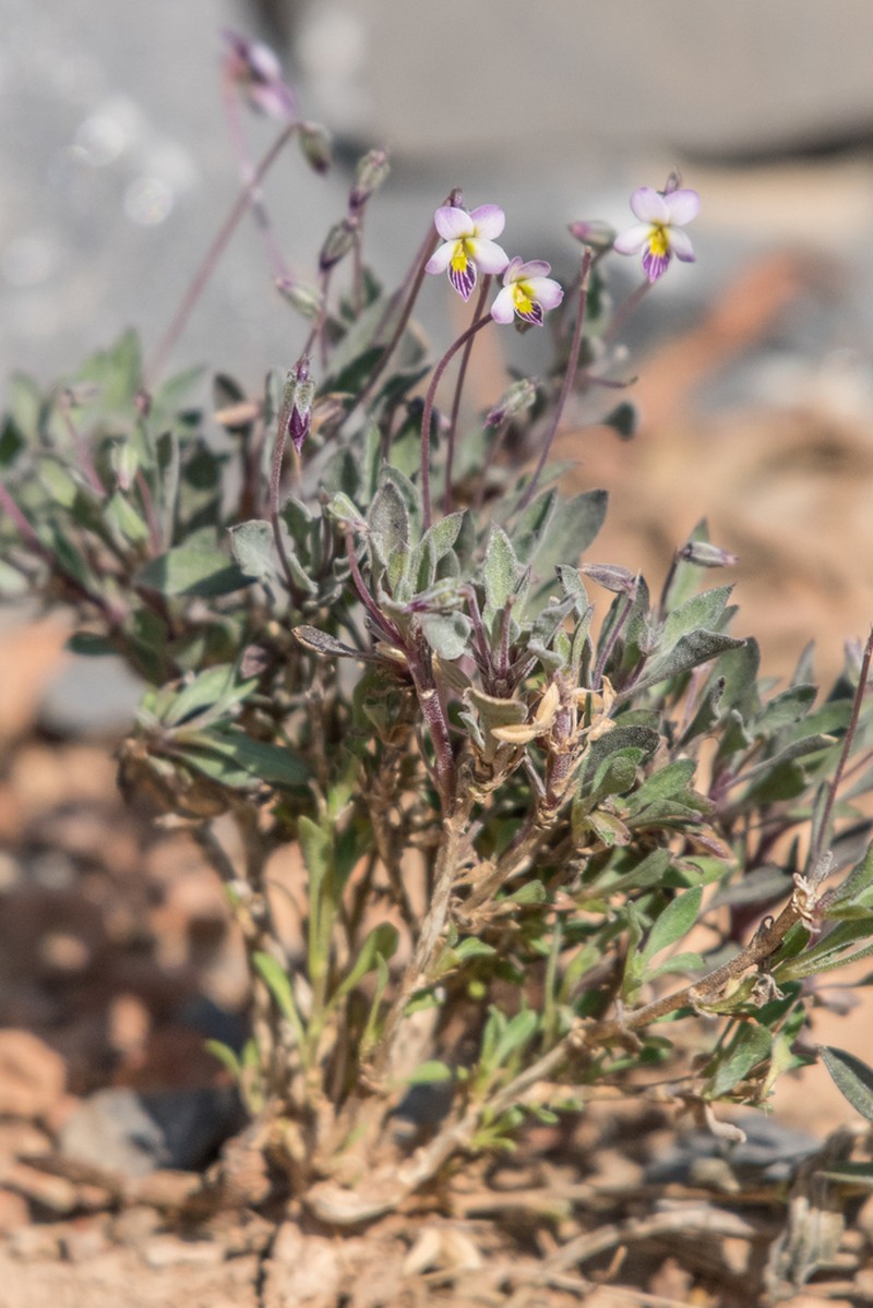 Viola cinerea photo 2