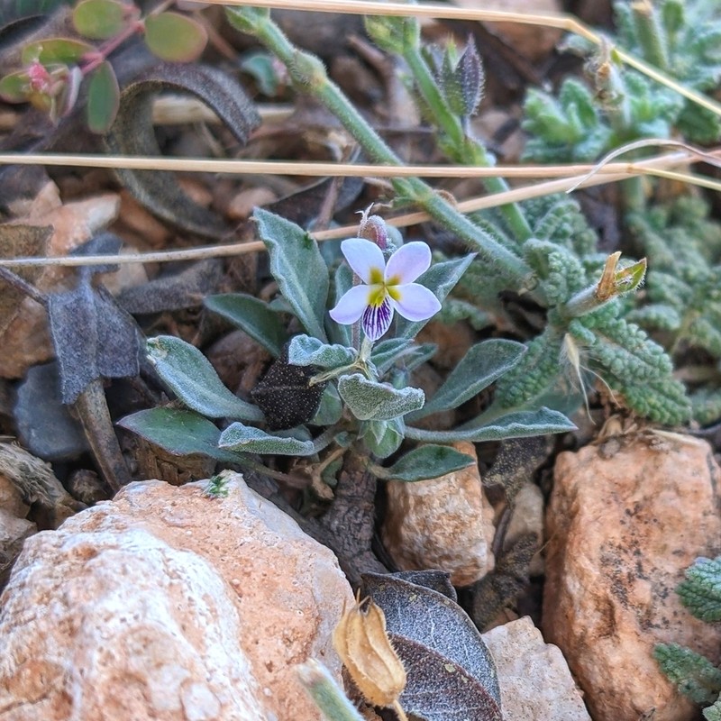 Viola cinerea photo 3