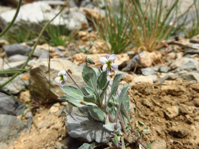 Viola cinerea photo 4