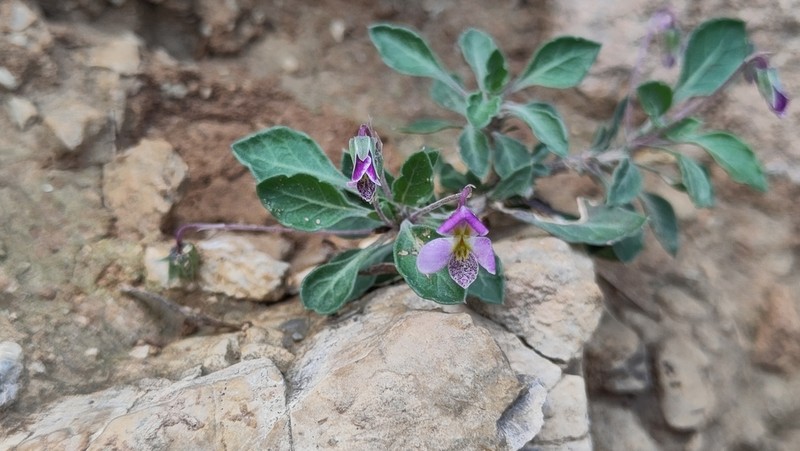 Viola cinerea photo 5