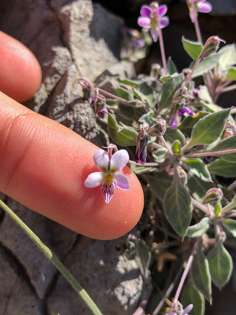 Viola cinerea photo 6