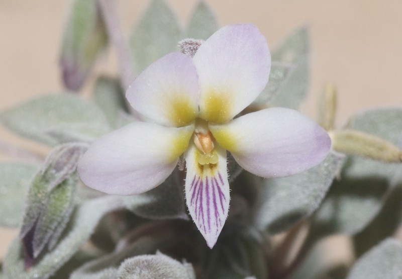 Viola cinerea photo 7
