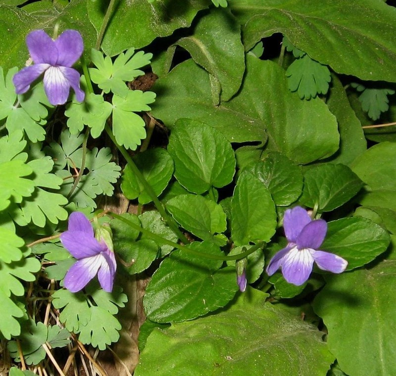 Clausen's Violet
