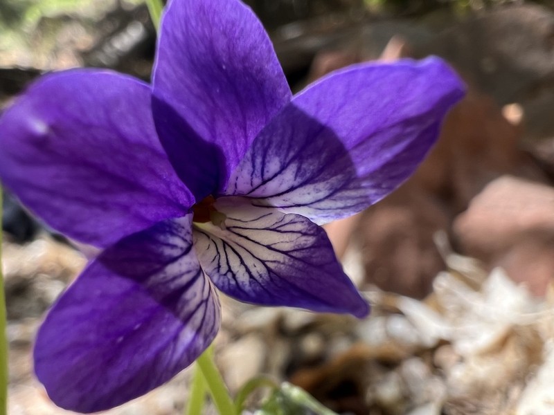 Clausen's Violet photo 2