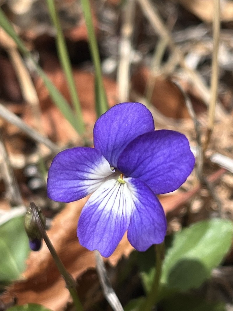 Clausen's Violet photo 3