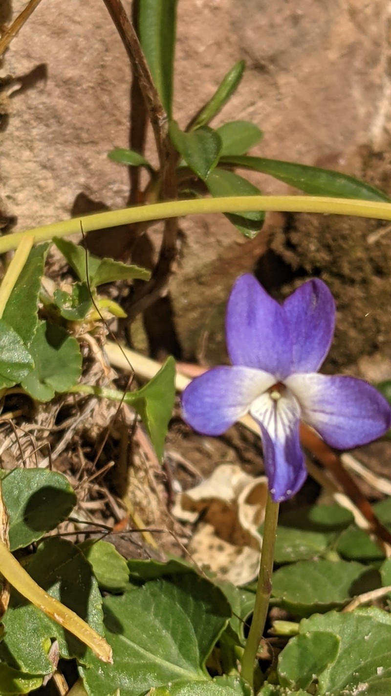 Clausen's Violet photo 4