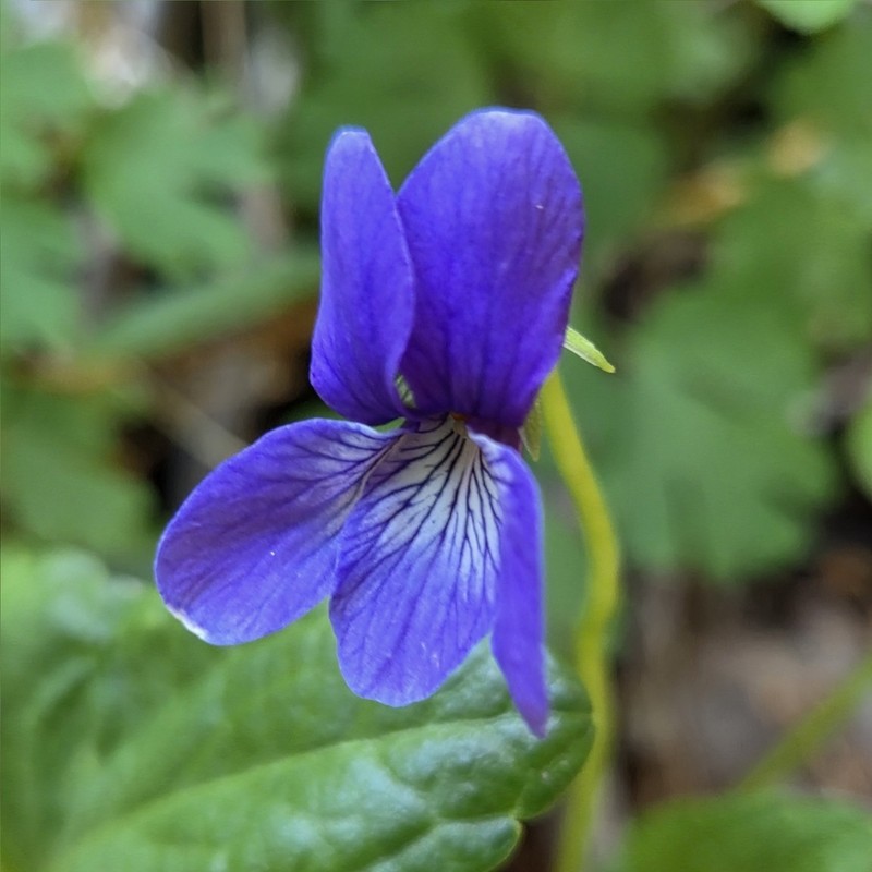 Clausen's Violet photo 6