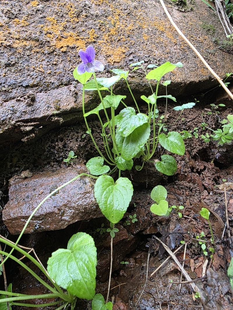 Clausen's Violet photo 7