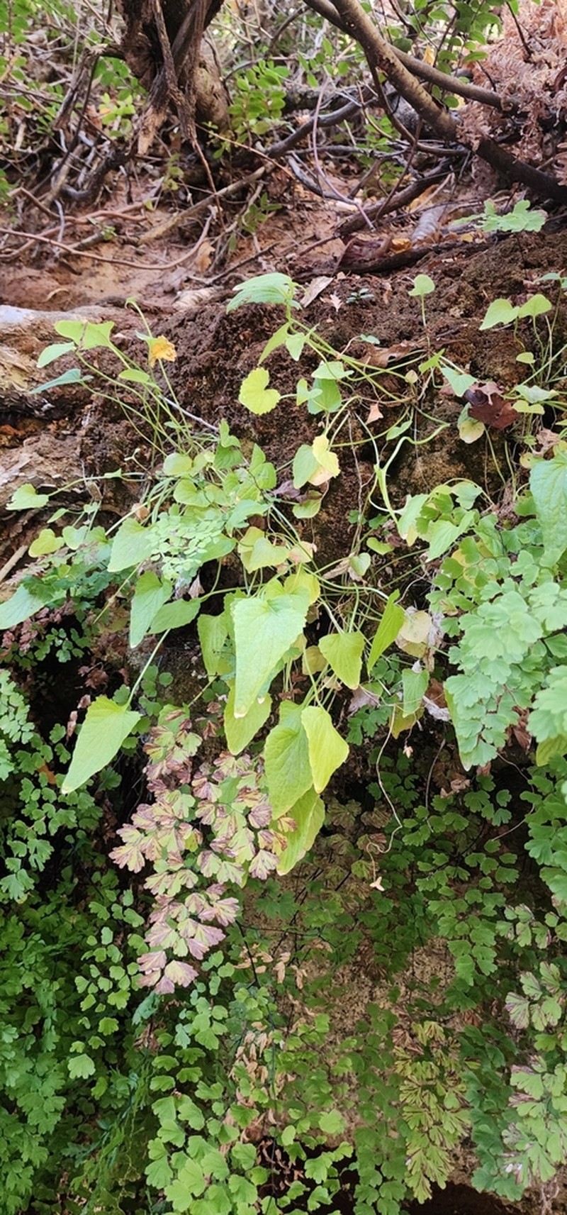 Clausen's Violet photo 8