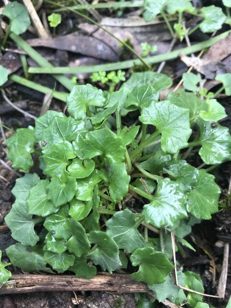 Viola cleistogamoides