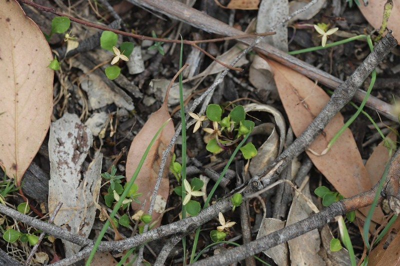 Viola cleistogamoides photo 2