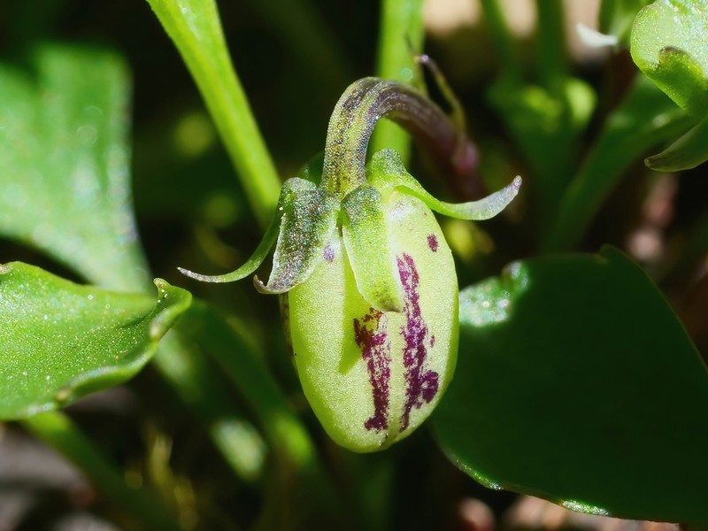 Viola cleistogamoides photo 3