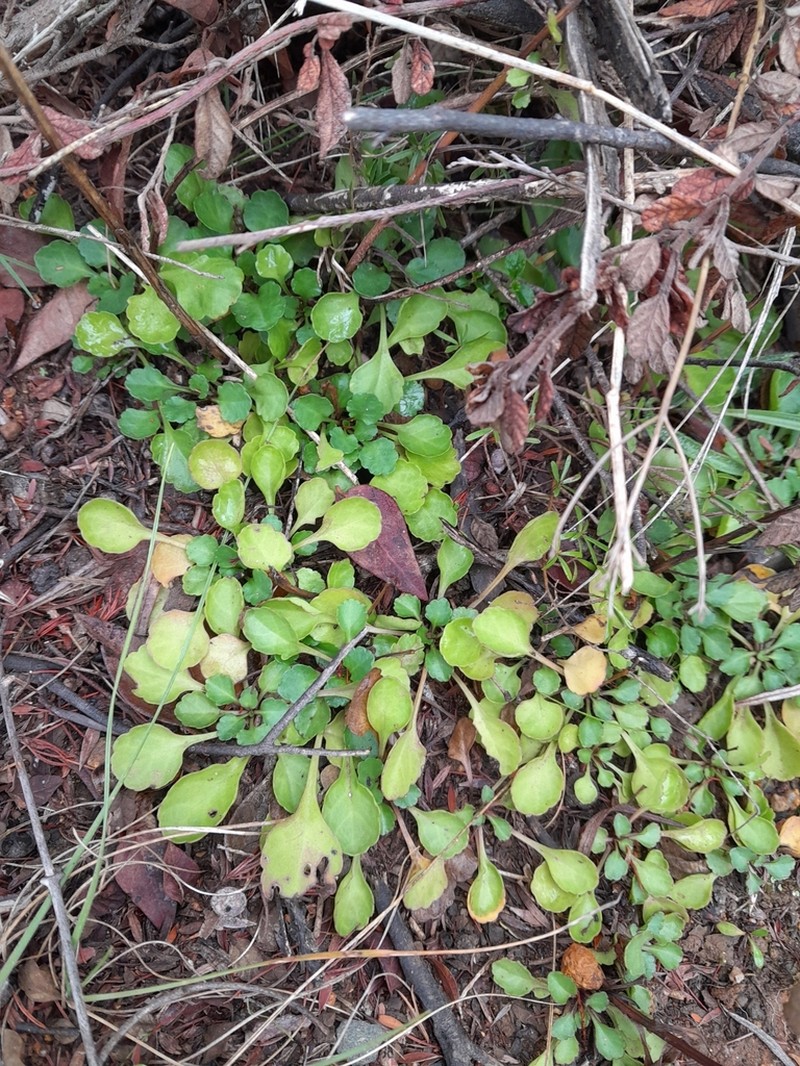 Viola cleistogamoides photo 4