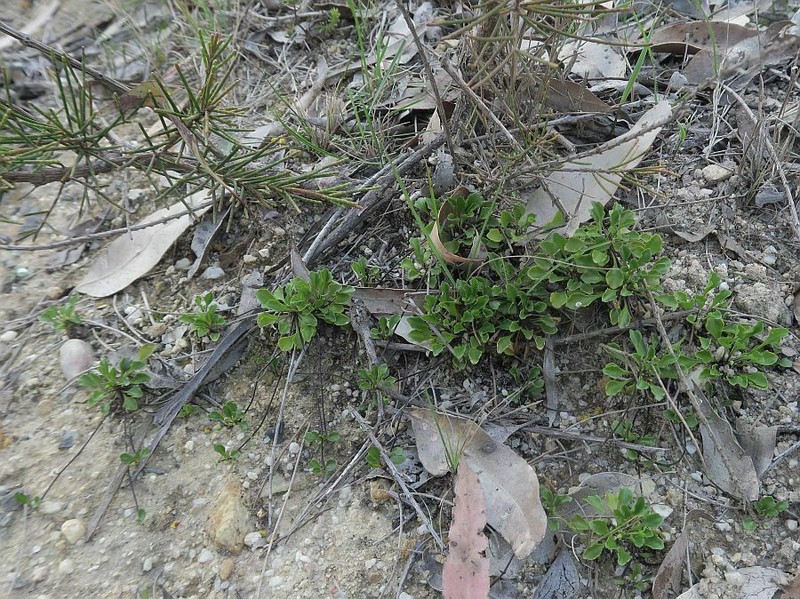 Viola cleistogamoides photo 5