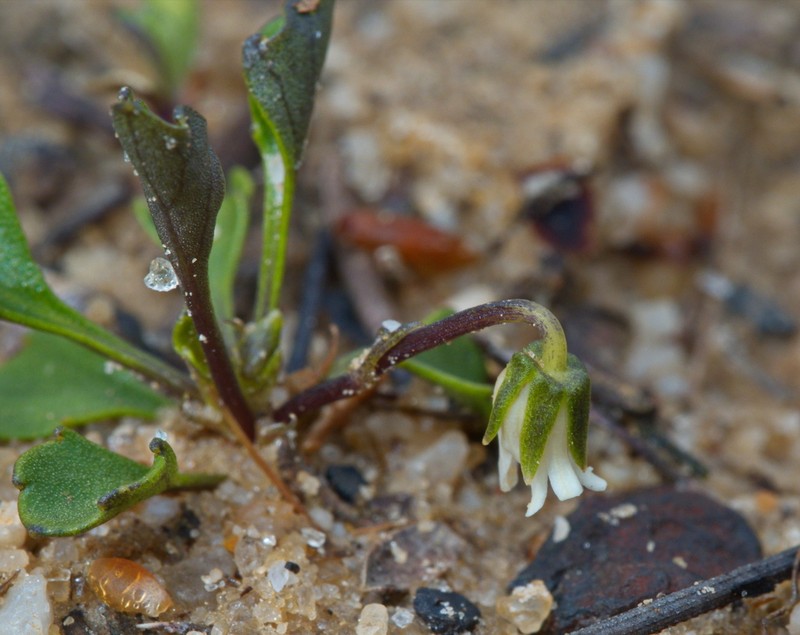 Viola cleistogamoides photo 6