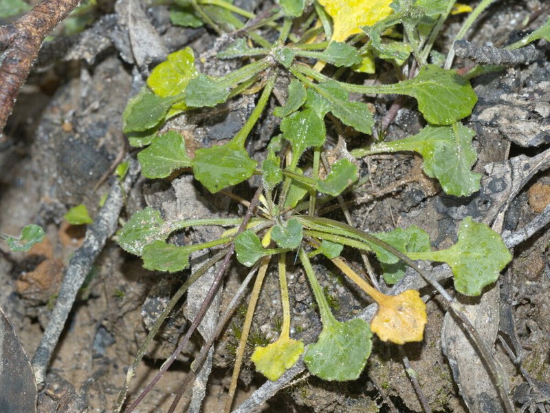 Viola cleistogamoides photo 7