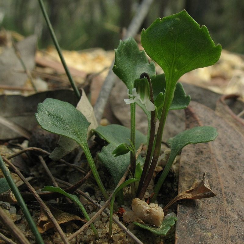 Viola cleistogamoides photo 8